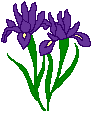 springiris.gif (2192 bytes)