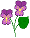 violetspring.gif (1529 bytes)