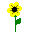 yellowdaisy.gif (957 bytes)